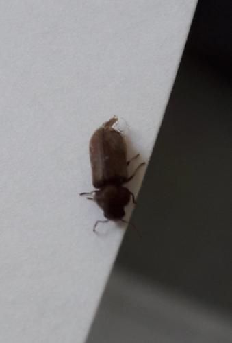 Oligomerus ptilinoides